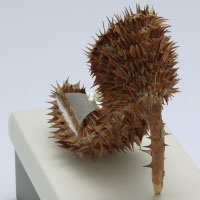 棘シリーズNO1「ピンヒール」