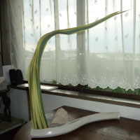 講師大久保香美