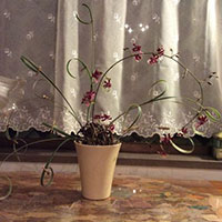 千場由美子　曲線のデザイン