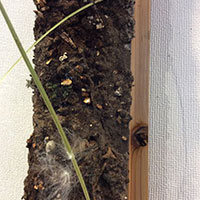 「花の美術館」　池田薫