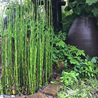 「花峰館」砥草