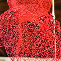 ホオズキ・スケルトン