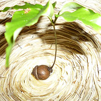 ミツマタ　クヌギの芽吹き