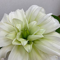 鉄砲ユリのメリア