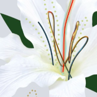 作品展『花の美術館』表面